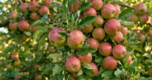 Apfel