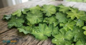 Frauenmantelkraut im Tee – Mild herbes Aroma mit Tradition