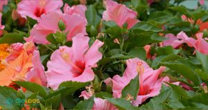 Hibiskusblüte