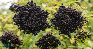 Holunderbeere: Ein kraftvolles Kraut für Teemischungen