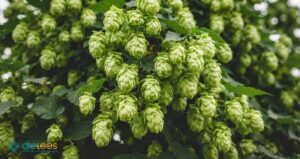 Hopfen