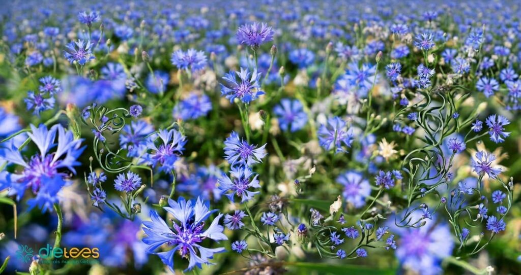 Kornblumenblüte