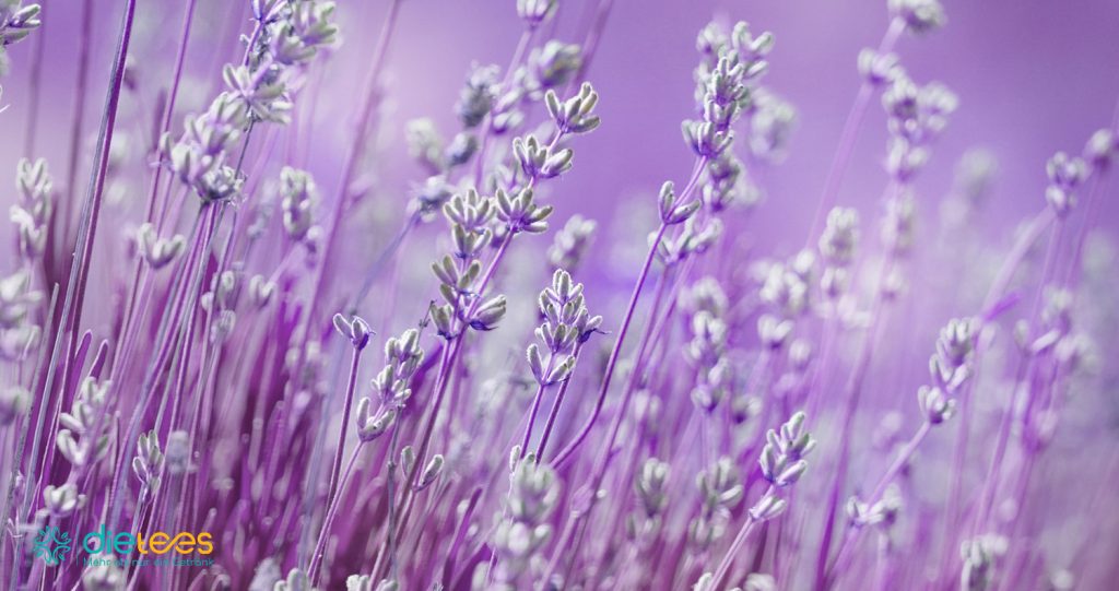 Lavendel