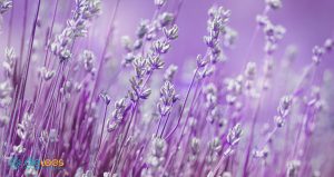 Lavendel