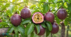 Maracuja im Tee – Exotische Frische mit tropischer Intensität