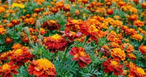 Ringelblume im Tee – Geschmack, Herkunft & Verwendung
