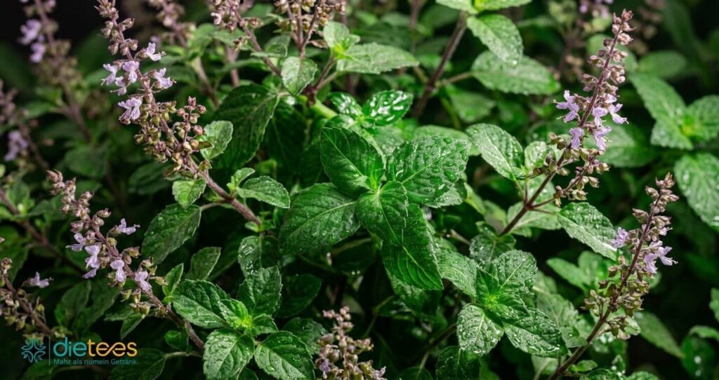 Tulsi Tee – Aromatisches Basilikumkraut mit ayurvedischer Tradition